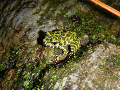 Odorrana ishikawae