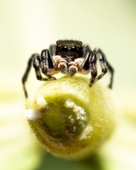Maratus griseus