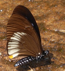 Papilio slateri