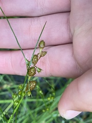 Carex longii