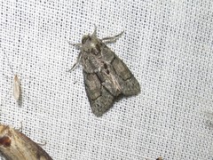 Cryphia fraudatricula