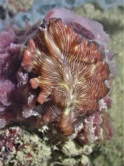 Pseudobiceros fulgor