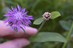 Centaurea jacea