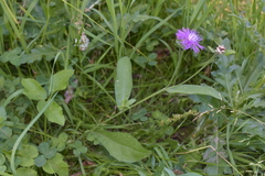 Centaurea jacea
