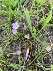 Oxalis pusilla