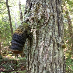 Tropicoporus linteus