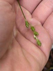 Carex longii
