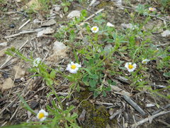Chaetopappa asteroides