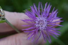 Centaurea jacea