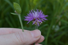 Centaurea jacea