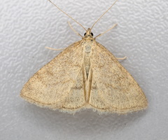 Psammotis pulveralis