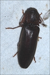 Pseudotetralobus australasiae