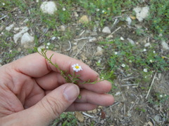 Chaetopappa asteroides