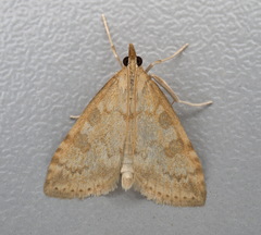 Udea elutalis
