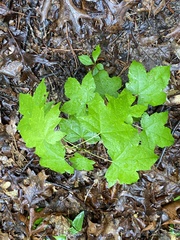 Liquidambar styraciflua