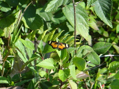 Acraea cabira