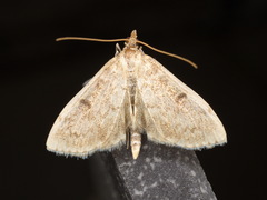 Anania perlucidalis
