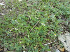 Chaetopappa asteroides