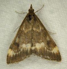 Pyrausta nicalis