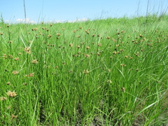 Bolboschoenus planiculmis