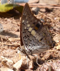 Charaxes solon