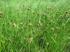 Bolboschoenus planiculmis
