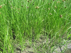 Bolboschoenus planiculmis