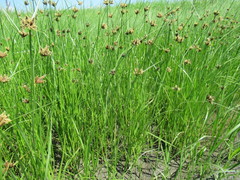 Bolboschoenus planiculmis