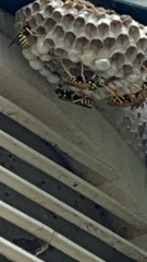 Polistes dominula