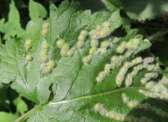 Aceria onychia