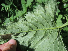 Aceria onychia