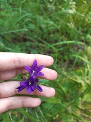 Campanula glomerata