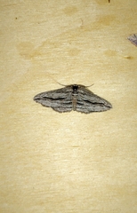 Ecleora solieraria