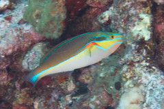 Stethojulis bandanensis