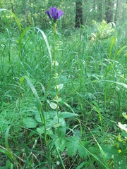 Campanula glomerata