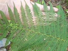 Athyrium filix-femina