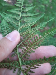 Athyrium filix-femina