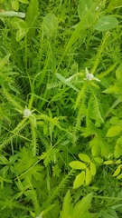 Achillea asiatica
