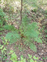 Athyrium filix-femina
