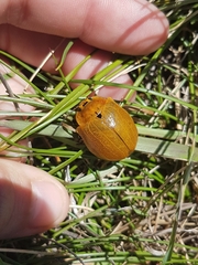 Paropsis augusta