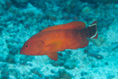 Cephalopholis urodeta