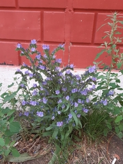 Echium vulgare