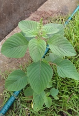 Amaranthus tricolor