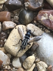 Vanderwulpia sequens