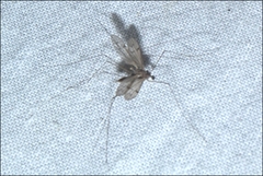 Antocha australiensis