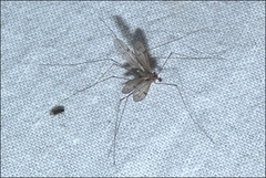 Antocha australiensis