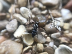 Vanderwulpia sequens