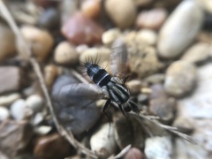 Vanderwulpia sequens