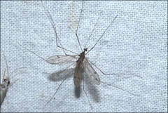 Antocha australiensis