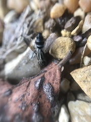 Vanderwulpia sequens